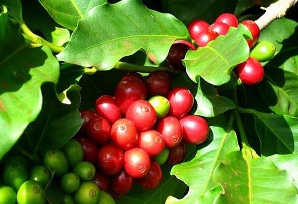 Giá nông sản ngày 23/4/2025: Cà phê giảm nhẹ, hồ tiêu neo ở mức cao