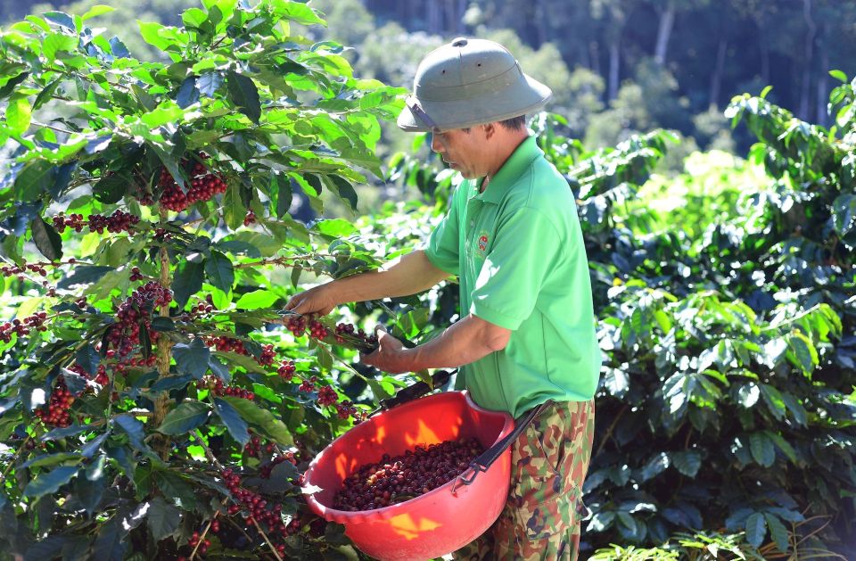 Giá nông sản ngày 28/4/2025: Cà phê cùng hồ tiêu ổn định ở mức cao