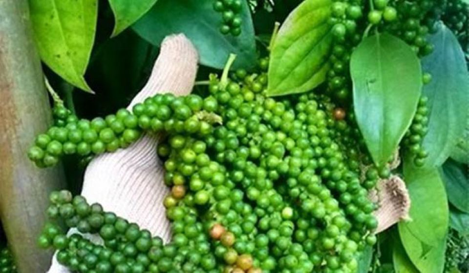 Giá nông sản ngày 28/4/2025: Cà phê cùng hồ tiêu ổn định ở mức cao