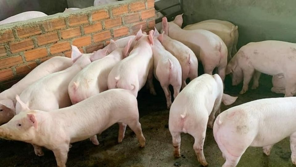 Giá heo hơi ngày 29/4/2025: Tiếp tục giảm tại nhiều địa phương