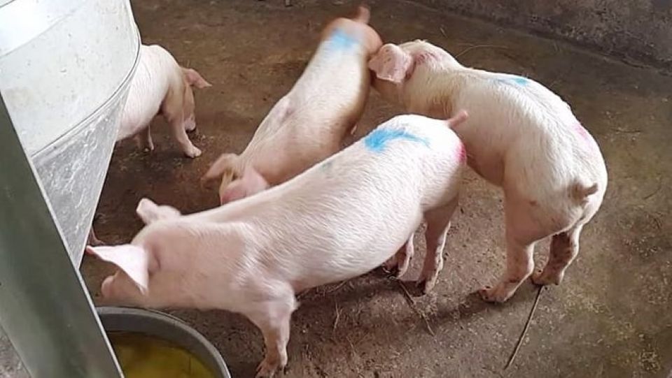 Giá heo hơi ngày 1/5/2025: Ổn định trên cả nước