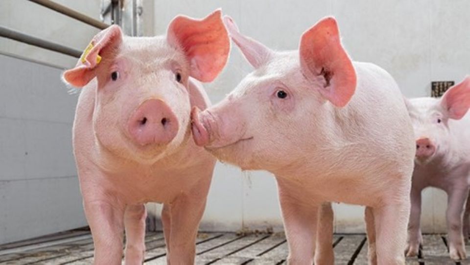 Giá heo hơi ngày 2/5/2025: Tiếp tục ổn định trong dịp lễ
