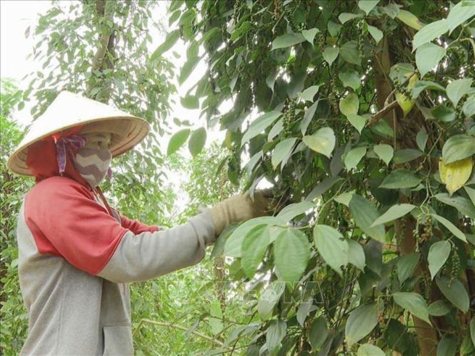 Giá nông sản ngày 3/5/2025: Cà phê lao dốc, hồ tiêu ổn định