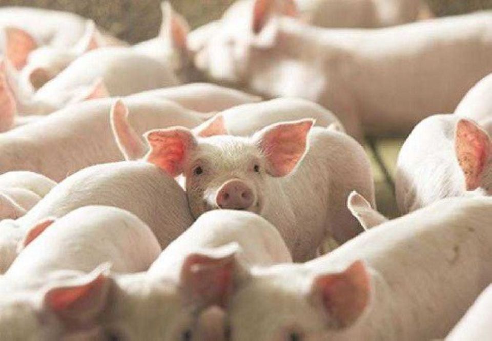 Giá heo hơi ngày 4/5/2025: Không biến động sau lễ