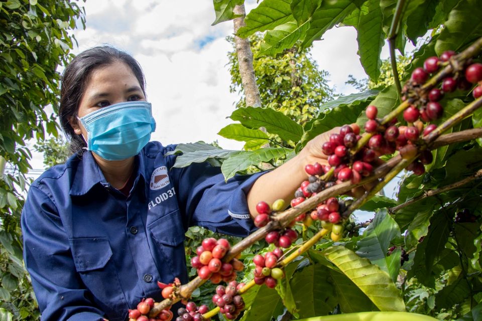 Giá nông sản ngày 4/5/2025: Cà phê bất ngờ tăng cao, hồ tiêu ổn định