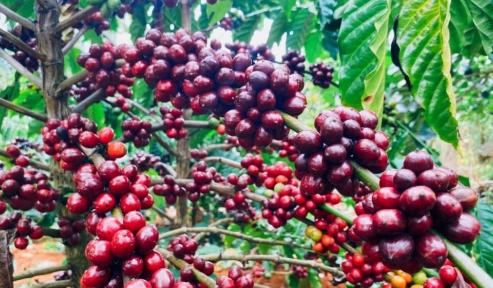 Giá nông sản ngày 7/5/2025: Hồ tiêu tiếp tục giảm nhẹ, cà phê đi ngang