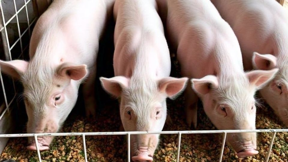 Giá heo hơi ngày 9/5/2025: Bất ngờ tăng trên cả ba miền