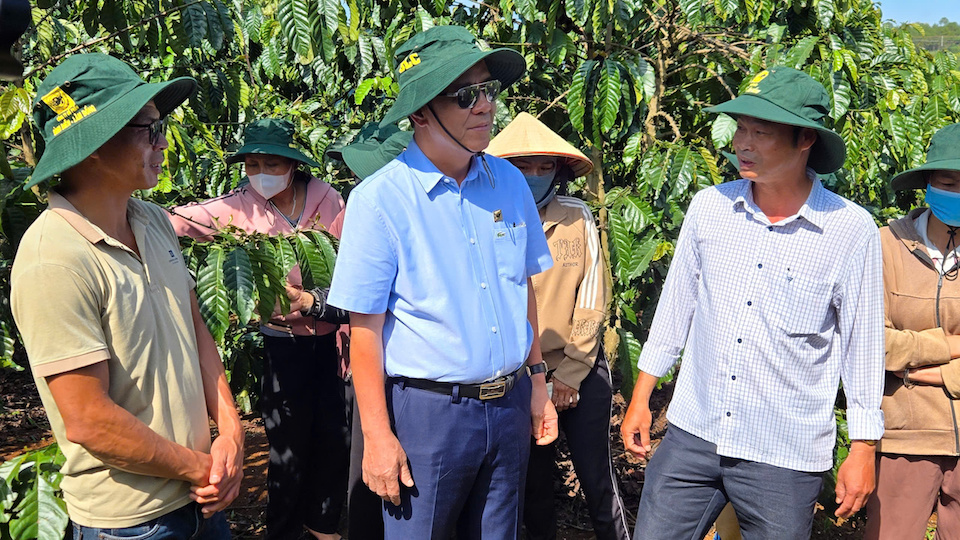 Phát triển cà phê bền vững từ chuỗi liên kết