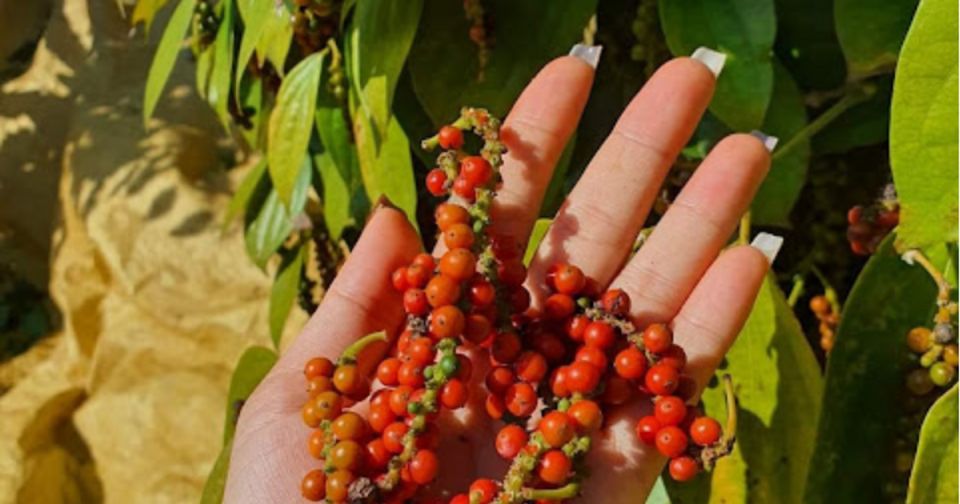 Giá nông sản ngày 12/5/2025: Cà phê và hồ tiêu đi ngang