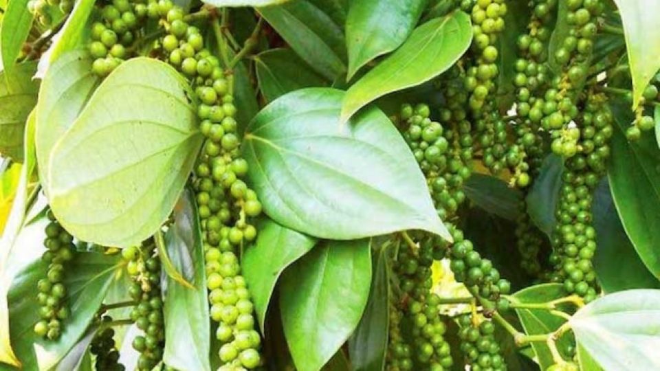 Giá nông sản ngày 13/5/2025: Cà phê đảo chiều giảm, hồ tiêu đi ngang