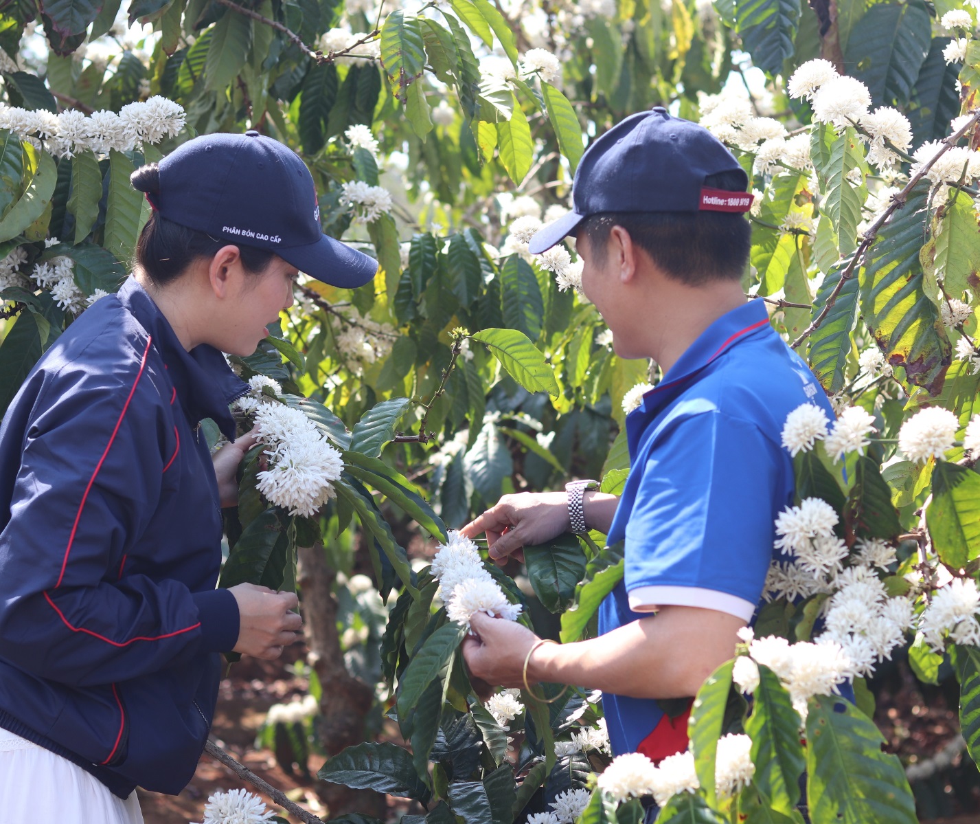 Garsoni đồng hành cùng nông dân Ea H’leo trên hành trình phát triển cà phê bền vững