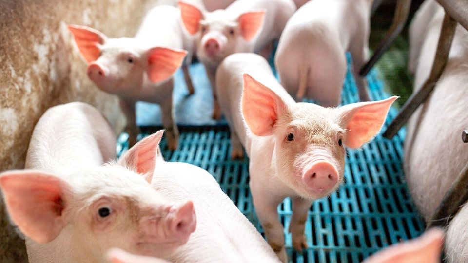 Giá heo hơi ngày 14/5/2025: Tiếp tục tăng nhẹ tại miền Nam