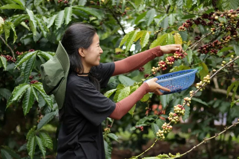 Giá nông sản ngày 14/5/2025: Cà phê tiếp tục giảm mạnh, hồ tiêu ổn định