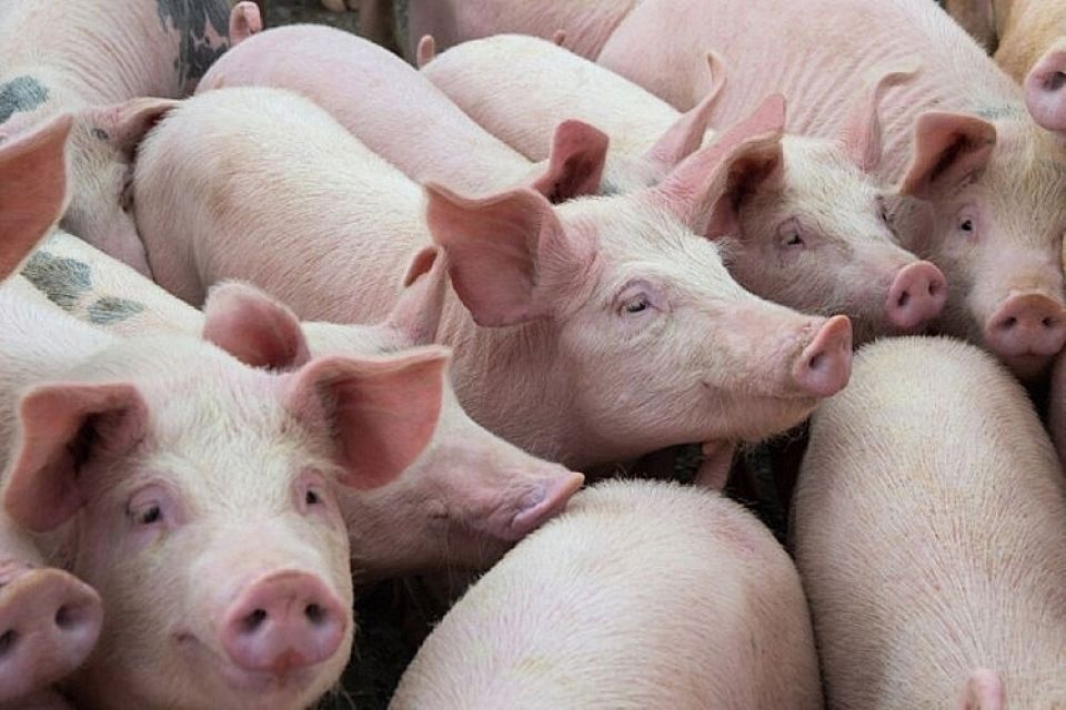 Giá heo hơi ngày 15/5/2025: Đi ngang trên cả nước