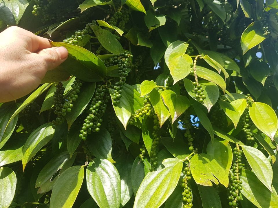 Giá nông sản ngày 15/5/2025: Cà phê bất ngờ bật tăng cao, hồ tiêu đi ngang