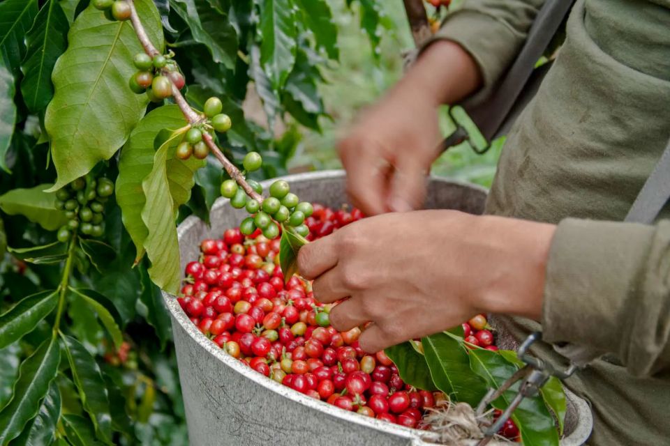 Giá nông sản ngày 16/5/2025: Cà phê giảm mạnh, hồ tiêu biến động trái chiều