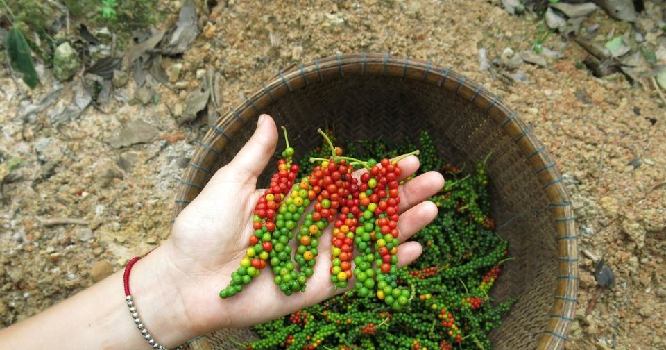 Giá nông sản ngày 17/5/2025: Cà phê và hồ tiêu cùng tăng nhẹ