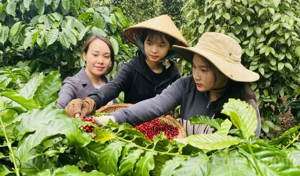 Giá nông sản ngày 19/5/2025: Cà phê và hồ tiêu ổn định ở mức cao