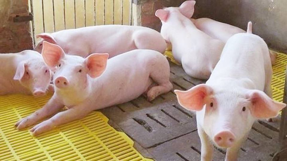 Giá heo hơi ngày 19/5/2025: Đi ngang trên cả nước