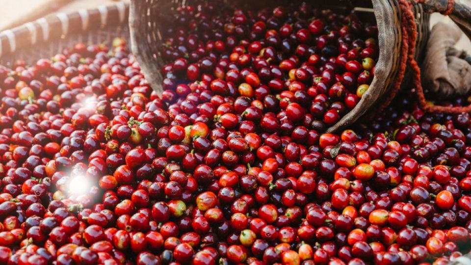 Giá nông sản ngày 21/5/2025: Cà phê bật tăng mạnh, hồ tiêu tiếp tục ổn định