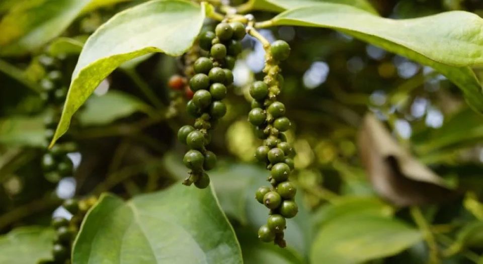 Giá nông sản ngày 21/5/2025: Cà phê bật tăng mạnh, hồ tiêu tiếp tục ổn định