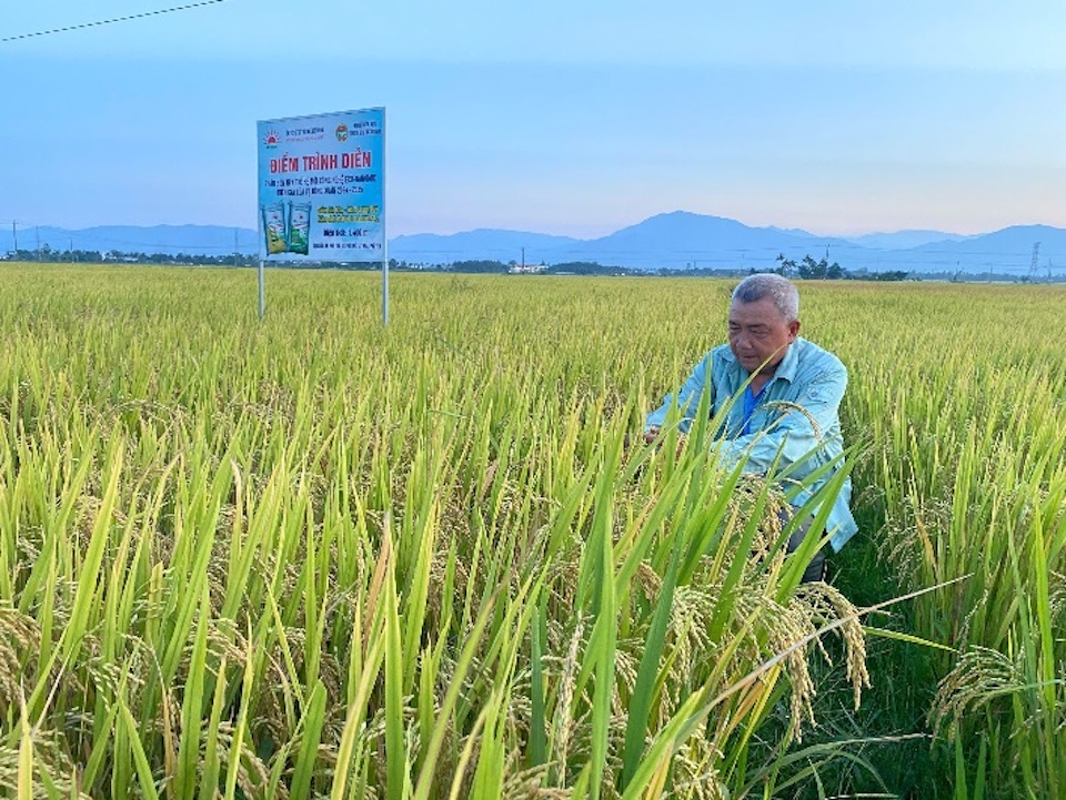 Hiệu quả vượt mong đợi từ phân NPK Mặt Trời Mới công nghệ Eco-Nanomix trên cây lúa tại Duyên hải Nam Trung Bộ