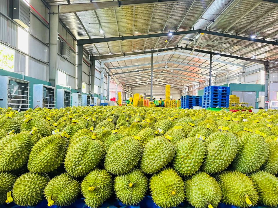Sầu riêng Việt có thêm "giấy thông hành" vào thị trường Trung Quốc