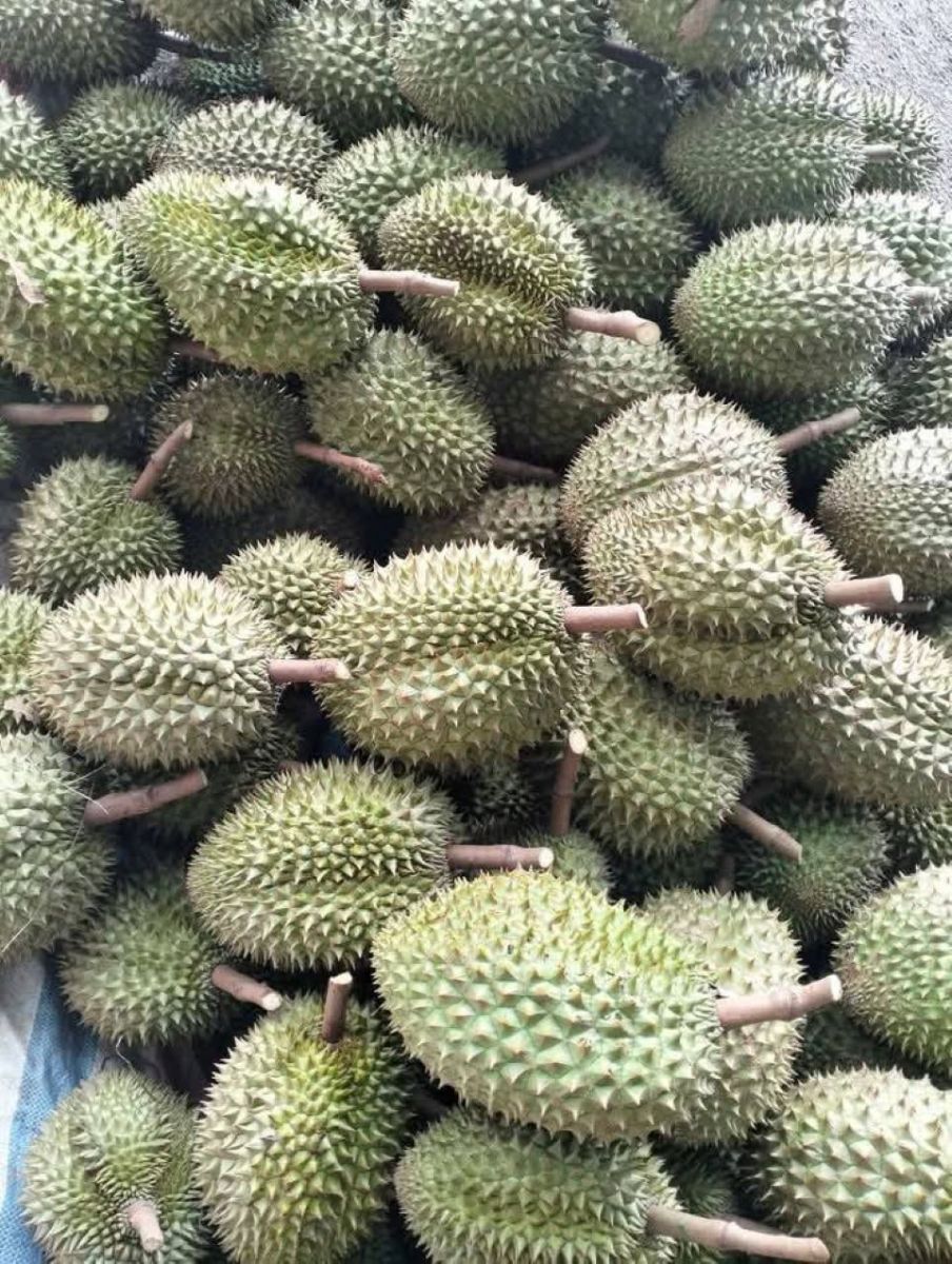 Kiểm soát chặt chẽ diện tích trồng mới, ưu tiên thủ tục thông quan cho trái sầu riêng