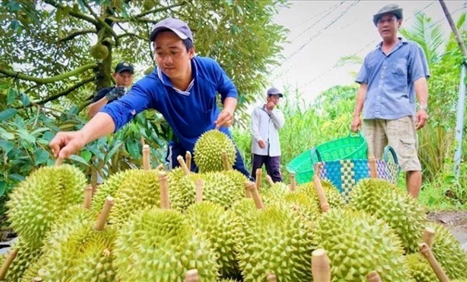 Giữ thị trường xuất khẩu cho “vua trái cây”