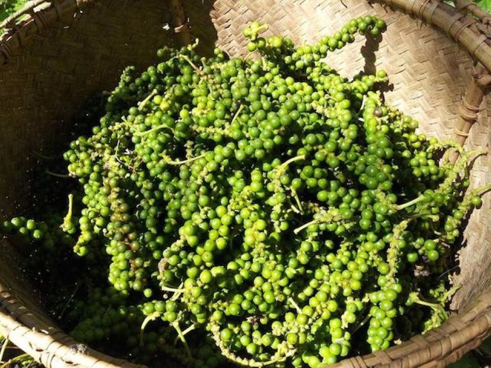 Giá nông sản ngày 28/5/2025: Cà phê và hồ tiêu bật tăng trở lại