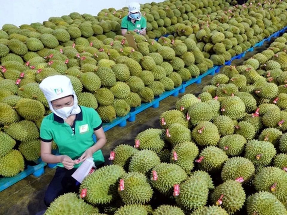 Xây dựng thương hiệu quốc gia cho sầu riêng Việt Nam