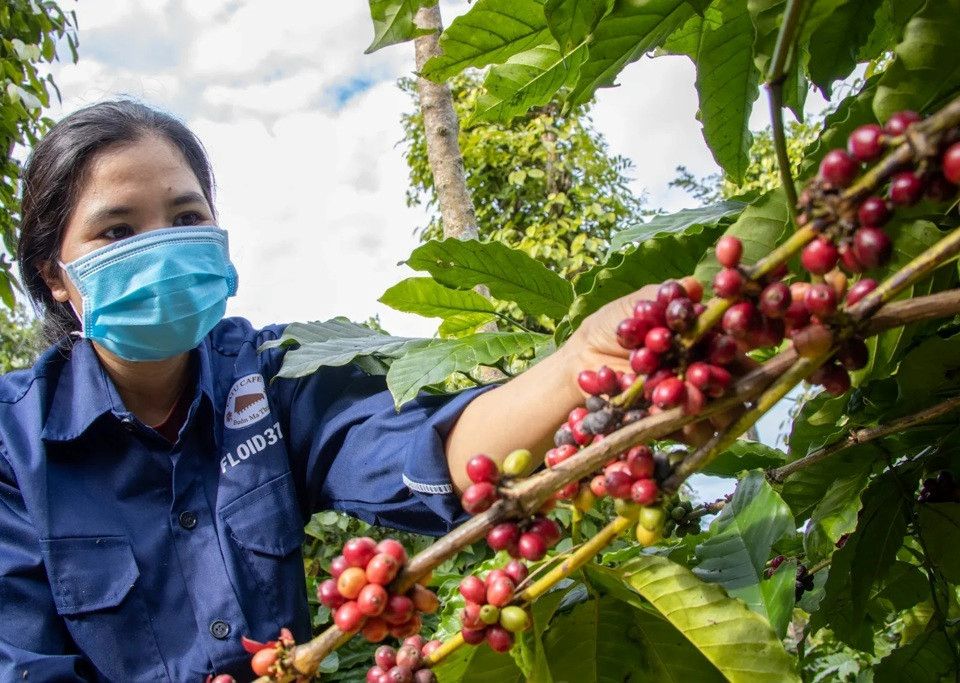 Giá nông sản ngày 30/5/2025: Cà phê và hồ tiêu cùng giảm mạnh