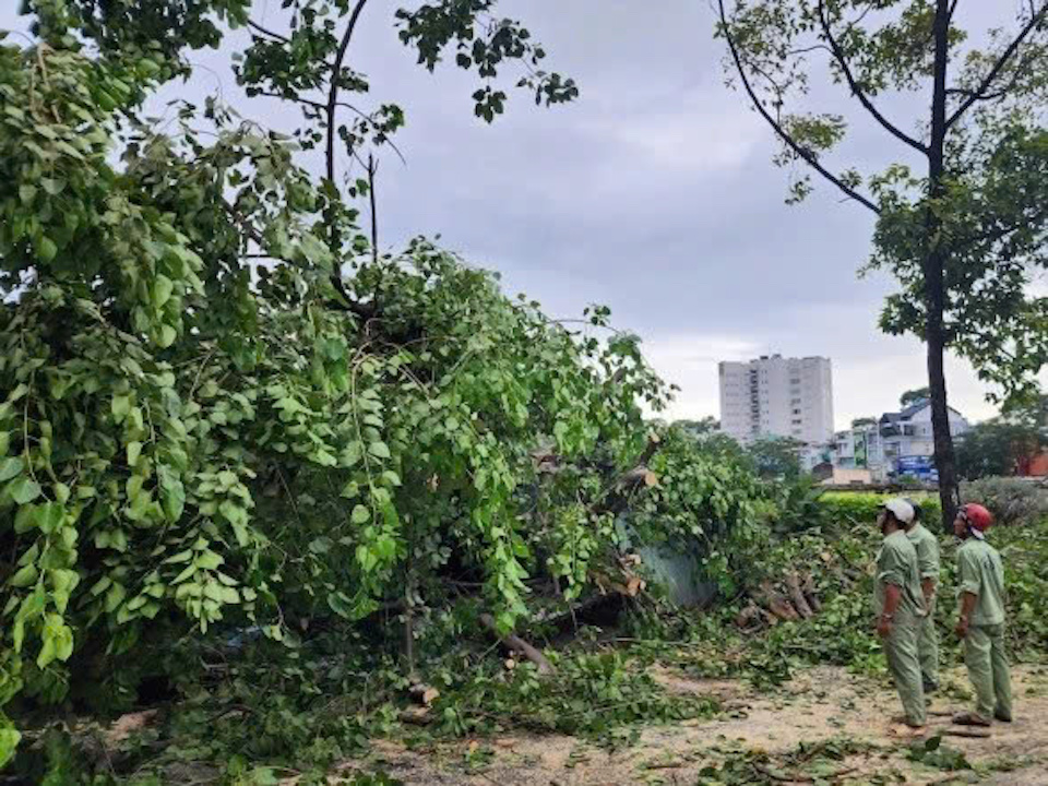 TP Hồ Chí Minh: Cây to bật gốc, đổ ngã làm một người bị thương