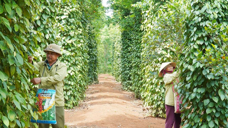 Giá nông sản ngày 2/6/2025: Cà phê và hồ tiêu cùng đi ngang
