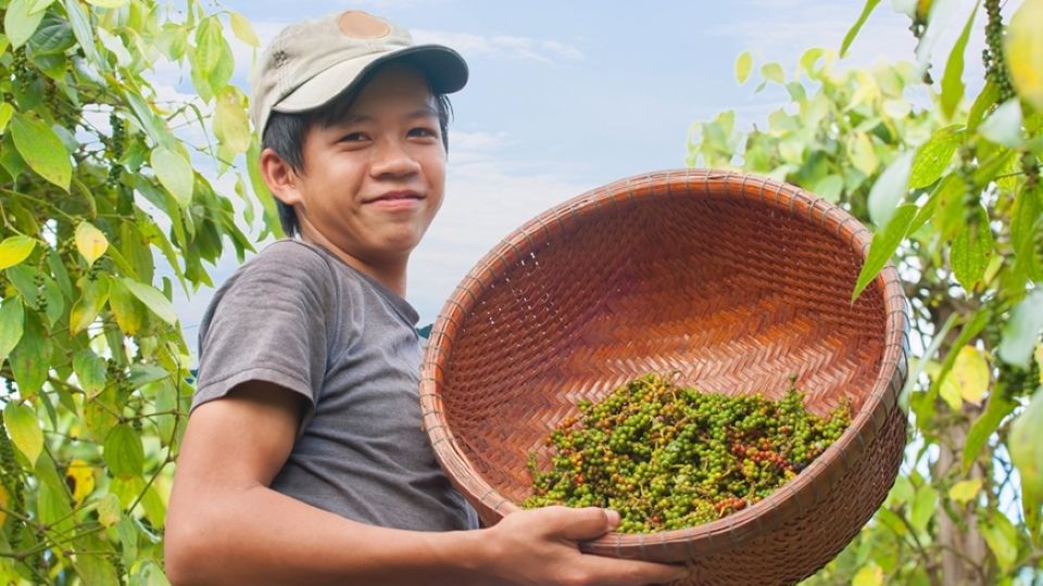 Giá nông sản ngày 3/6/2025: Hồ tiêu tăng nhẹ trở lại, cà phê tiếp tục đi ngang