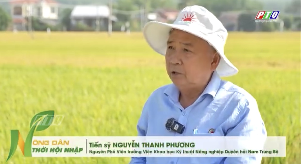 Phân bón NPK Mặt Trời Mới công nghệ Eco-Nanomix: Giải pháp hiệu quả cho sản xuất lúa bền vững tại tỉnh Quảng Ngãi