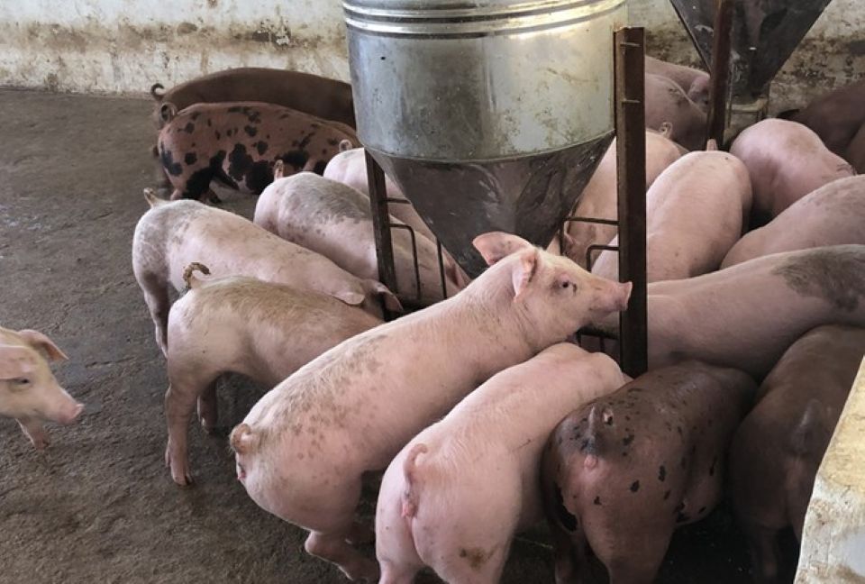 Giá heo hơi ngày 4/6/2025: Tiếp đà tăng nhẹ tại miền Bắc