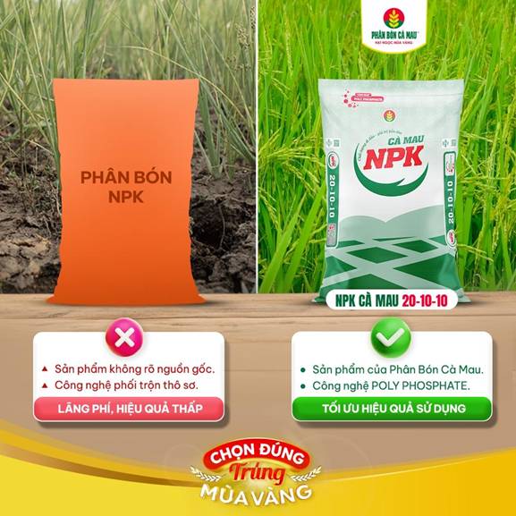 NPK Cà Mau 20-10-10: Chọn đúng, trúng mùa vàng