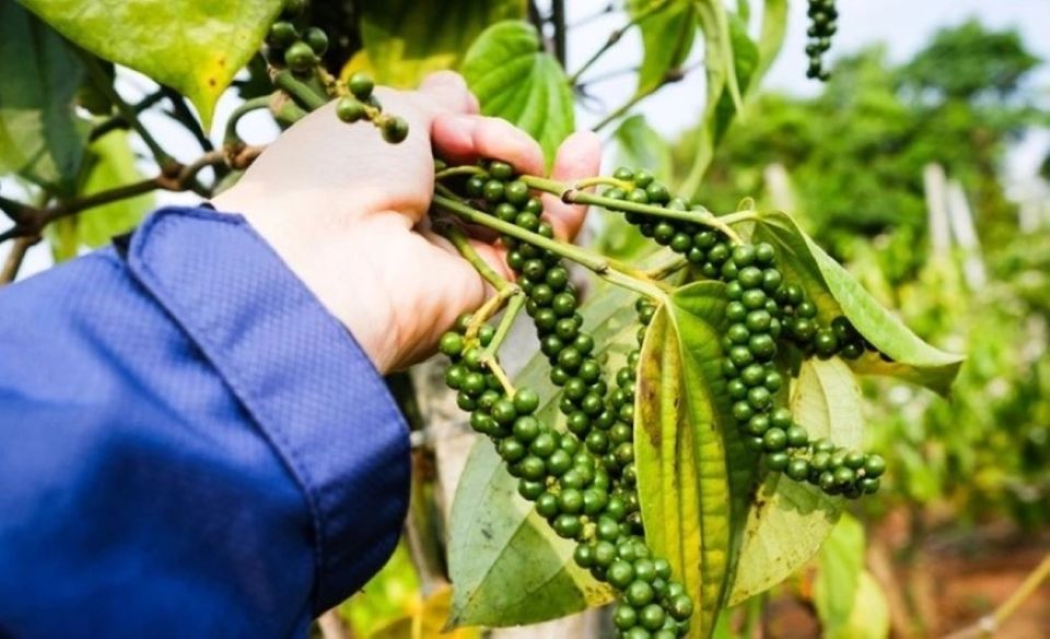 Giá nông sản ngày 5/6/2025: Cà phê giảm sâu, hồ tiêu neo ở mốc cao