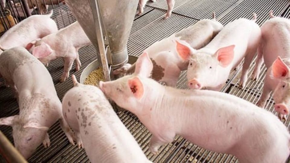 Giá heo hơi ngày 6/6/2025: Tiếp tục ổn định trên cả ba miền