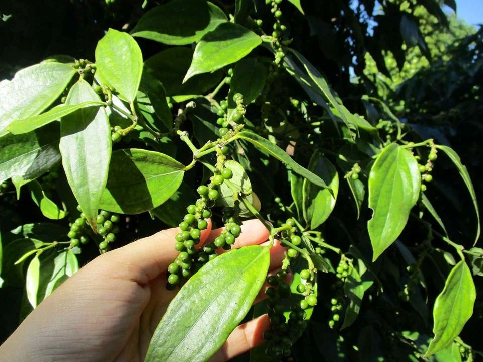 Giá nông sản ngày 6/6/2025: Cà phê tăng nhẹ, hồ tiêu bất ngờ giảm mạnh