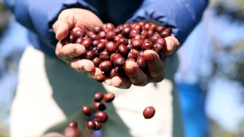 Giá nông sản ngày 6/6/2025: Cà phê tăng nhẹ, hồ tiêu bất ngờ giảm mạnh