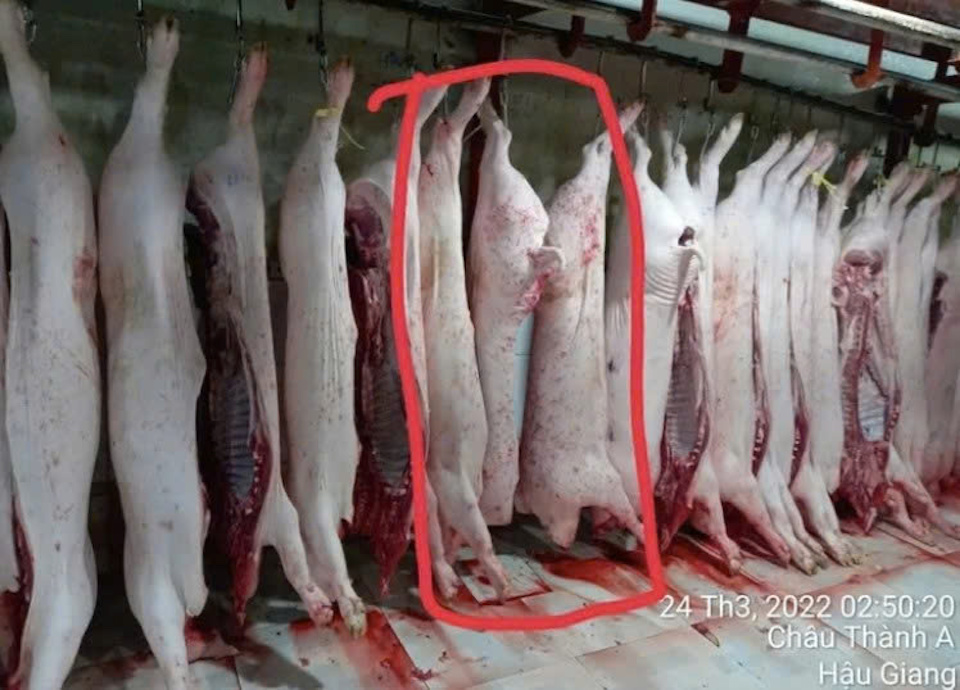 Vụ C.P Việt Nam bị tố bán heo bệnh: Bộ công an vào cuộc