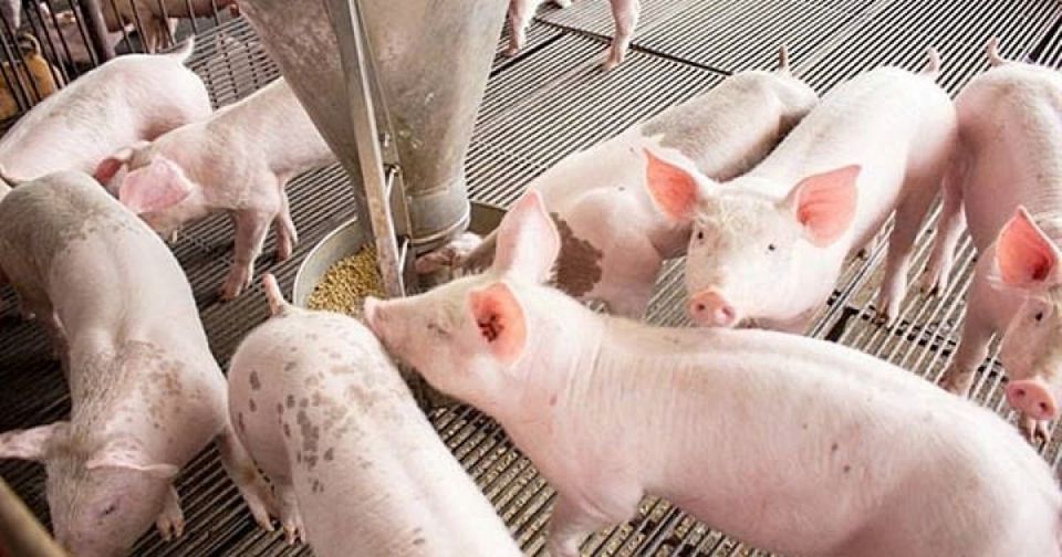 Giá heo hơi ngày 10/6/2025: Thị trường đứng yên chờ tín hiệu mới