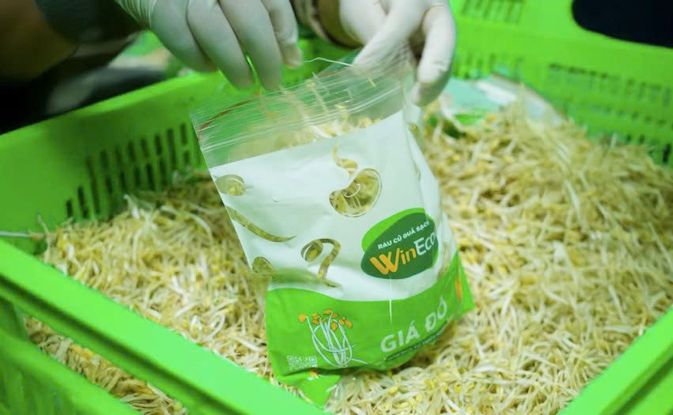 WinEco và hành trình chuẩn hóa giá đỗ sạch: Từ nhà kính công nghệ cao đến bữa ăn an toàn của người Việt