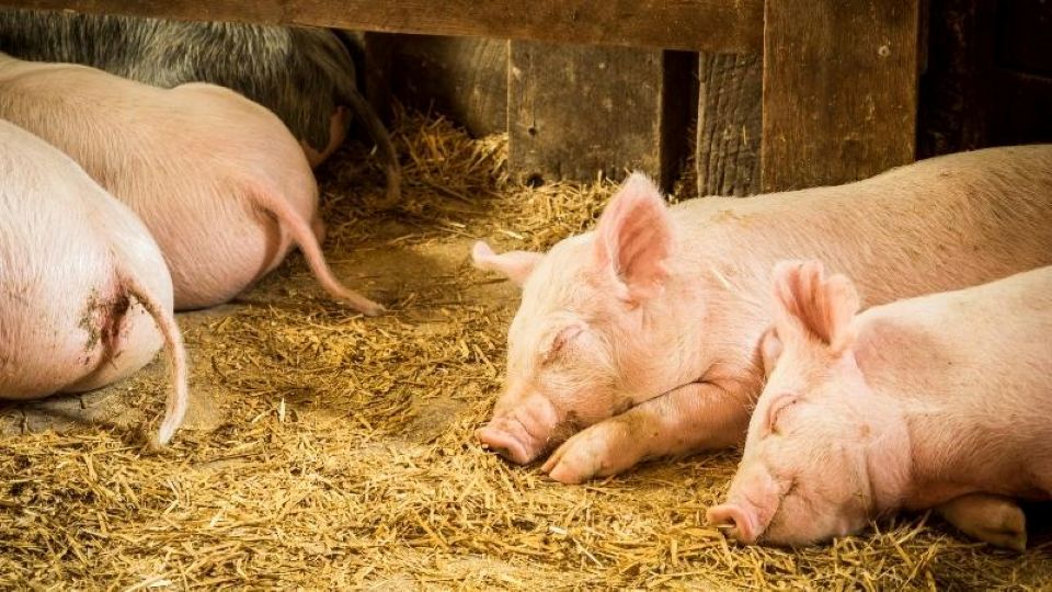 Giá heo hơi ngày 12/6/2025: Cả nước tiếp tục giữ giá ổn định