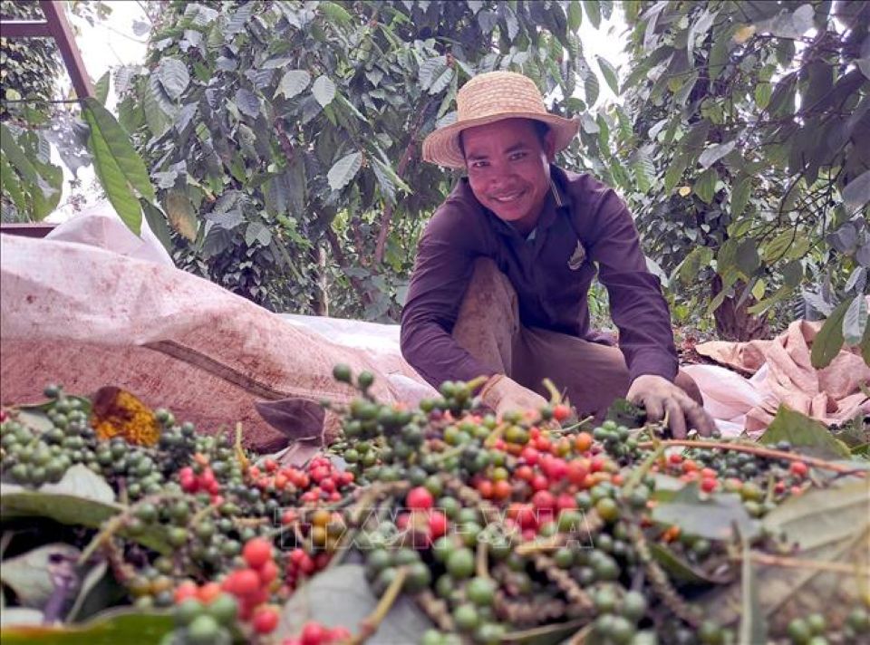 Giá nông sản ngày 13/6/2025: Cà phê tiếp tục giảm nhẹ, hồ tiêu đi ngang