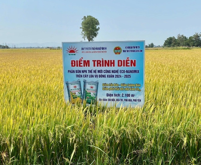 Phú Yên: Lần đầu ứng dụng phân bón NPK công nghệ Nano trên cây lúa – bước đột phá cho nông nghiệp xanh và bền vững
