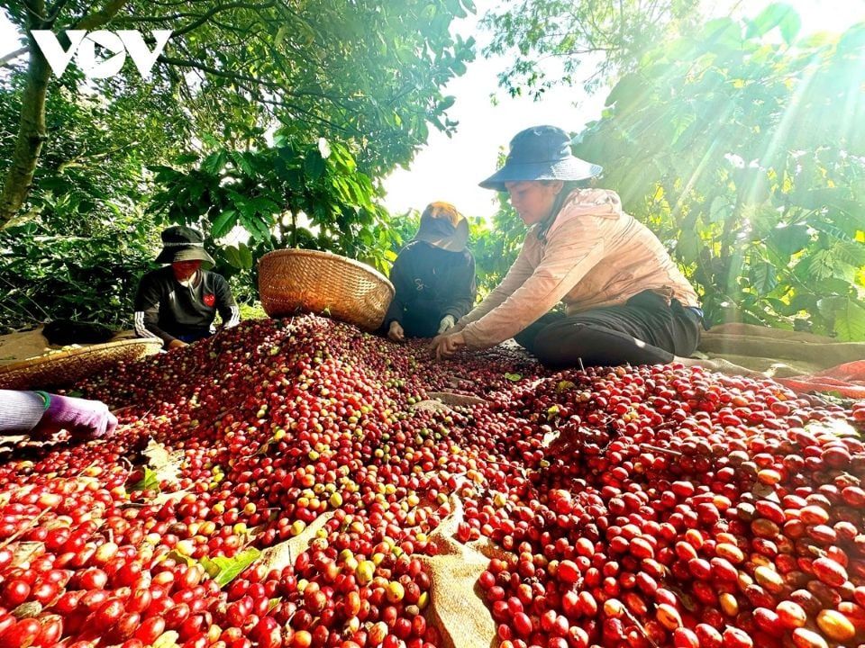 Giá nông sản ngày 14/6/2025: Cà phê tăng nhẹ, hồ tiêu ổn định