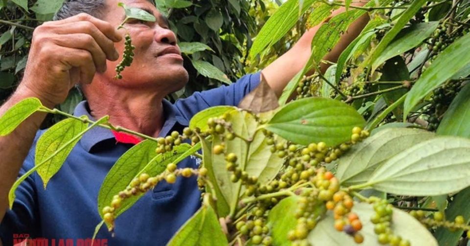 Giá nông sản ngày 14/6/2025: Cà phê tăng nhẹ, hồ tiêu ổn định